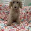 Poodle Female Pups Ready to go