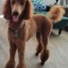 AKC Standard Poodle Puppies - full registration available