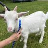 Alpine/fainting goat buck