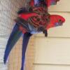 Wanted female Crimson Rosella