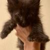 Maine coon kittens ready now.