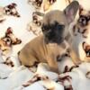 French Bulldogs puppies AKC 8weeks old Fluffy Carrier