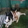 Bonded pair of rabbits