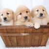 Adorable Golden retriever puppies