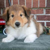 Adorable Collie Puppies