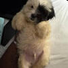 Shih tzu puppy 6weeks ready to go has Shots
