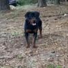 16 month akc female Rottweiler