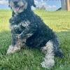 Roxie Female Bernedoodle