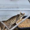 F3 female savannah retired breeder