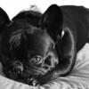 Solid Black French bulldog