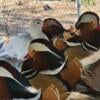 Mandarin Ducklings hatch date May 27th