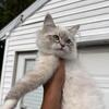 Beautiful Ragdoll Kitten