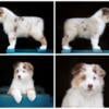 CH Titled/Health Tested AKC Australian Shepherd  Puppies