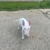 Bull terrier puppy available