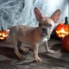 Merle male French bulldog puppy