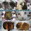 Guinea Pigs  Super sweet Held daily , Pedigreed Babys