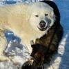 German Shepherd and Great Pyrenees