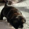 AKC Registered Shih Tzu Males Red Brindle