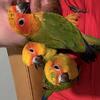 Sun Conures