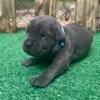 ICCF reg Cane Corso puppies