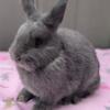 Adorable Blue Netherland Dwarf Buck Looking For A Loving Home!