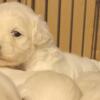 Gorgeous Whites,Light Creams,Maltipoo Pups Ready  November 14 