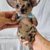 Chihuahua puppies: merles and more