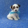 Shorkie Puppies Available