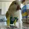 Rehoming my Quaker Parrot