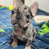 Robin - Flashy AKC Merle French Bulldog puppy