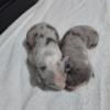 2 Merle Females Pitbull Terriers are now available