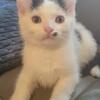 Trukish Van Kittens 
