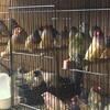 lady gouldian finches