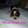 Female beagle born 4/20 available 6/1