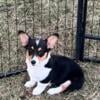 REDUCED Last female corgi puppy