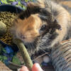 Male Guinea pig 