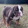 AKC English Bulldog Puppy