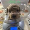 Toy Goldendoodle Puppies