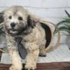 Chief Toy Poodle/Bichon Cross