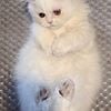 doll face Handsome Persian kitten kitty cat white