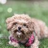 Maltese x poodle ( Maltipoo )