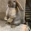 Adorable Holland Lop buck