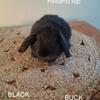 Pedigreed  holland  lops