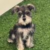 Min Schnauzer puppy female