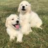 English Cream Retrievers