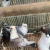 Fancy Pigeon available Iranian.afgan Russian uzback Lahore