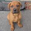 Corso/rottweiler pups 3 months obo