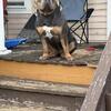 Female Xl American Bully