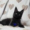 Maine Coon kittens! Ready now!