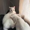 Russian white cat